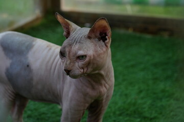 スフィンクスは、その独特の外見と友好的な性格で際立っているユニークで魅力的な猫種であり、親しい関係を楽しむ人々にとって人気の選択肢となっています。