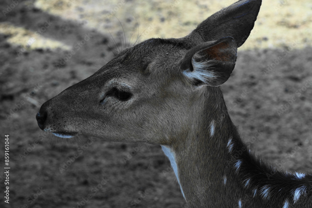 Sticker Deer are members of the family Cervidae, a diverse group of mammals known for their elegant build, antlers (in most species), and adaptability to various habitats.