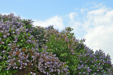 Fototapeta premium Bushes of blooming lilac.