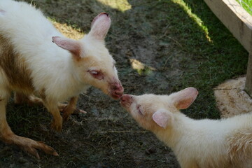 White kangaroos, like white peafowl, are not a separate species but rather a rare color morph of the common kangaroo species, typically the red kangaroo (Macropus rufus)  白袋鼠 © Jimmy