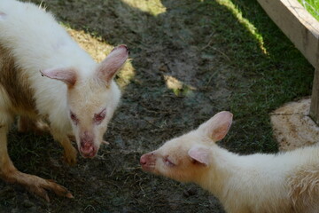 白いカンガルーは、白い孔雀と同様に、別の種ではなく、一般的なカンガルー種、通常は赤カンガルー（Macropus rufus）の珍しい色の変異です。 © Jimmy