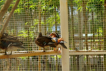 The Mandarin Duck is a small, colorful East Asian duck known for the male’s ornate...