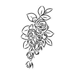 Sketch Floral Botany Collection. Magnolia flower drawings. Black and white with line art