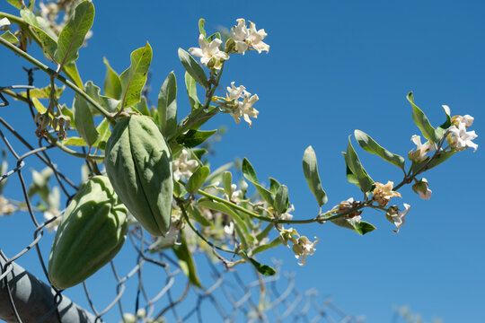 Araujia sericifera, moth plant or bladderflower with fruits grows through a mesh fence. It is now considered a noxious weed