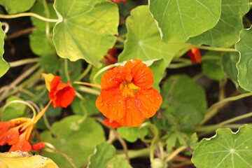 Vibrant flowers sitting underneath the UK sun