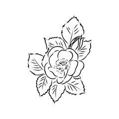 Obraz premium Sketch Floral Botany Collection. Magnolia flower drawings. Black and white with line art