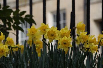 Vibrant flowers sitting underneath the UK sun