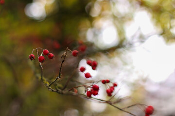 Walking through the middy forest paths around Hertford through the leaves and branches as the colder months of the year wrap themselves around the world