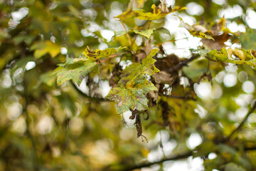 Walking through the middy forest paths around Hertford through the leaves and branches as the colder months of the year wrap themselves around the world