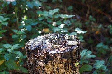 Walking through the middy forest paths around Hertford through the leaves and branches as the colder months of the year wrap themselves around the world