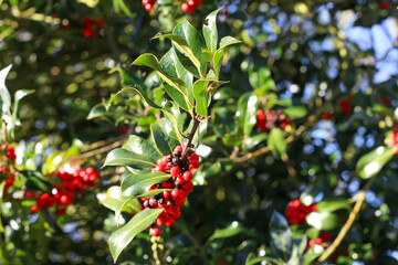 Walking through the middy forest paths around Hertford through the leaves and branches as the colder months of the year wrap themselves around the world