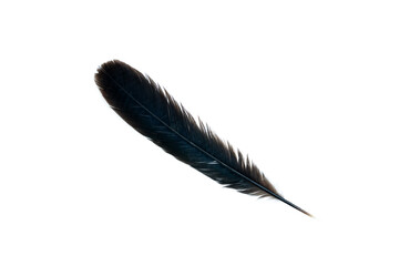 Black feather isolated on white background, Beautiful feather