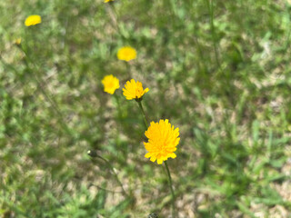 野原に咲くタンポポの花の写真素材