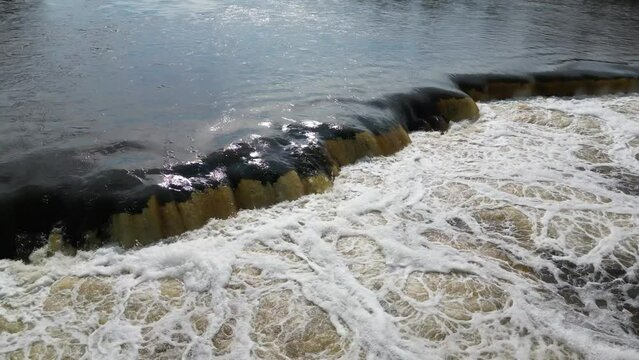 Vimba (Vimba vimba) fish jumping over waterfall on the Venta River, Kuldiga, Latvia.