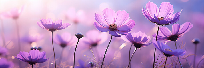 A field of purple cosmos flowers bathed in the soft glow of morning light. The delicate blooms stand tall against a hazy background