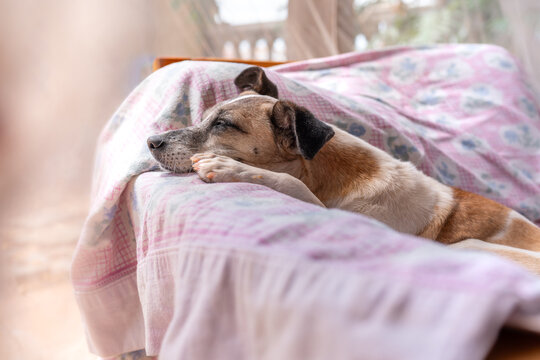common white and brown dog lying on a pink blanket in a garden