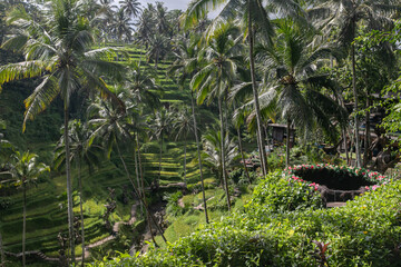 Obraz premium Rice terraces, tall palm trees, dense impenetrable jungle, view from the viewpoint, good weather, clear summer day.