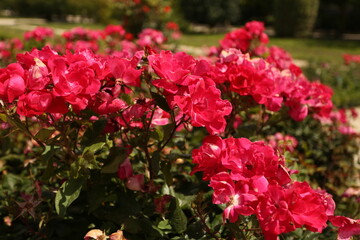 Rosier rouge Mona Lisa