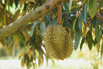 Durian fruit on the tree