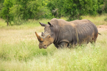 Obraz premium An endangered white rhinoceros (Ceratotherium simum) grazing in grassland, South Africa, 4k resolution, 