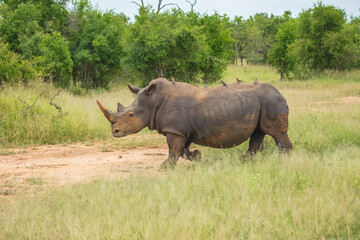 Obraz premium An endangered white rhinoceros (Ceratotherium simum) grazing in grassland, South Africa, 4k resolution, 
