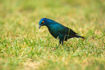 Lesser Blue-eared Starling (Lamprotornis chloropterus), in the Kruger National Park South Africa