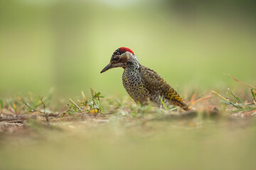 Bennett's woodpecker in Kruger national park, South Africa ; Specie Campethera bennettii family of picidae