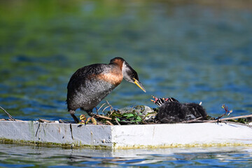 A Red-necked Grebe bird stands on a nesting box beside her unusual looking black and white striped babies