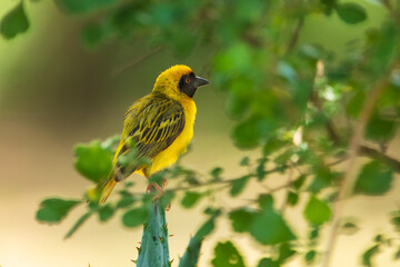 Southern masked weaver (Ploceus velatus) building a nest in a tree in a backyard in Pretoria, South Africa