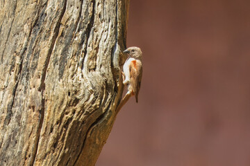 The northern grey-headed sparrow (Passer griseus), also known as the grey-headed or common grey-headed sparrow sitting on the wood. Sparrow female in national park.