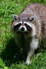 Obraz premium A hungry raccoon investigates humans in a public park in search for food