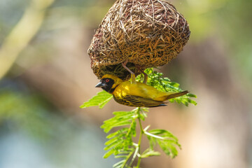 Southern masked weaver (Ploceus velatus) building a nest in a tree in a backyard in Pretoria, South Africa