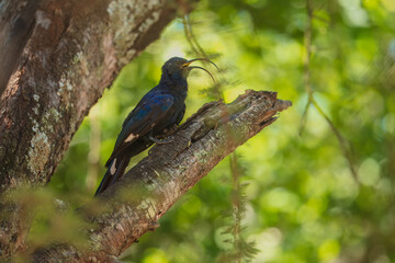 Common Scimitarbill - Rhinopomastus cyanomelas, African scimitar bill bird in Kruger national park, South Africa ;  family of Phoeniculidae