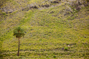 Paisaje del Valle de Agaete en la isla de Gran Canaria, España