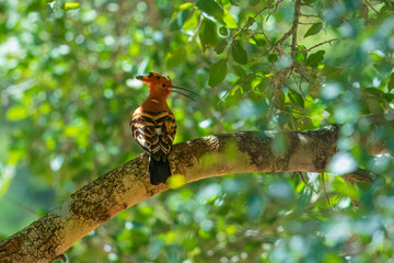 Eurasian Hoopoe or Common hoopoe (Upupa epops), Hoopoe with a loose crest on his head sits on a...