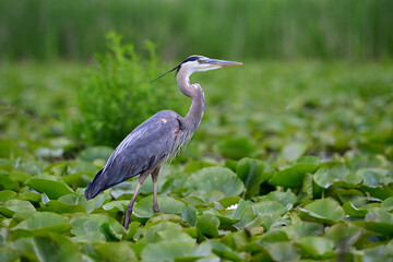 A great Blue Heron bird walks through a marsh of lily pads in search of food