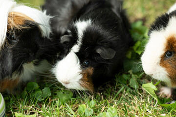Meerschweinchen rosette tier Nager