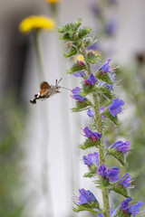 Ein  Taubenschwänzchen (Macroglossum stellatarum) trinkt Nektar an Natternkopf (Echium vulgare)