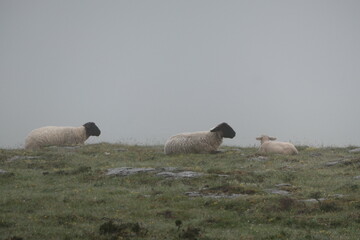 Two sheep and a lamb on a pasture in the mist