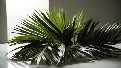 bunch of palm leaves on white table and plain background with dramatic lighting