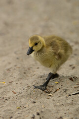 Cute fluffy yellow baby Canada Goose goslings exploring a sandy beach