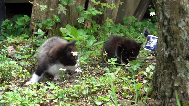 Assistance &agrave; de jeunes petits chatons perdus
