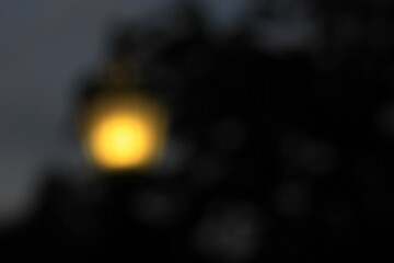 A blurry dreamy view of plants growing in the garden.