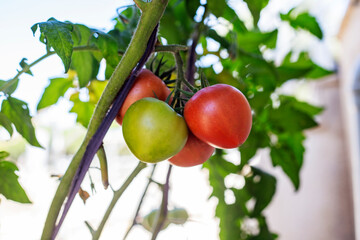 Ripe red and green tomatoes on a branch in the garden. Close-up