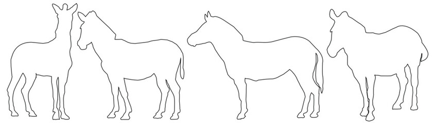 hand drawn illustration of an Zebra