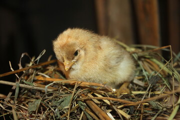chick in the nest