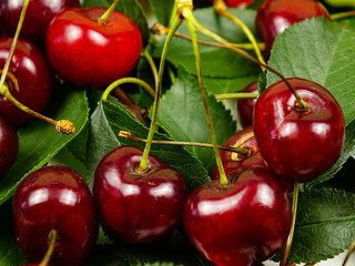 Cherry tree branches with leaves and fruits on a board, natural background