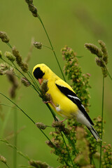 A bright yellow male American Goldfinch bird eating seeds from meadow grass