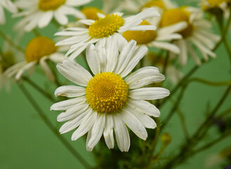 Heads of roman chamomile flowers, natural background  