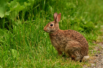 Eastern Cottontail Bunny Rabbit on grass in park looking around